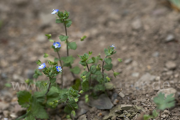 Persischer Ehrenpreis (Veronica persica)