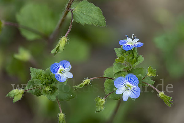 Persischer Ehrenpreis (Veronica persica)