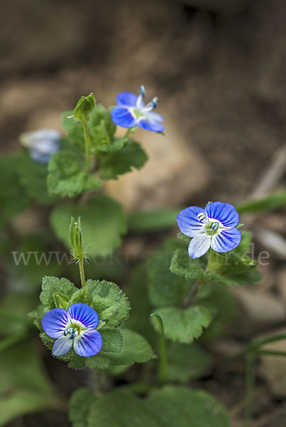 Persischer Ehrenpreis (Veronica persica)