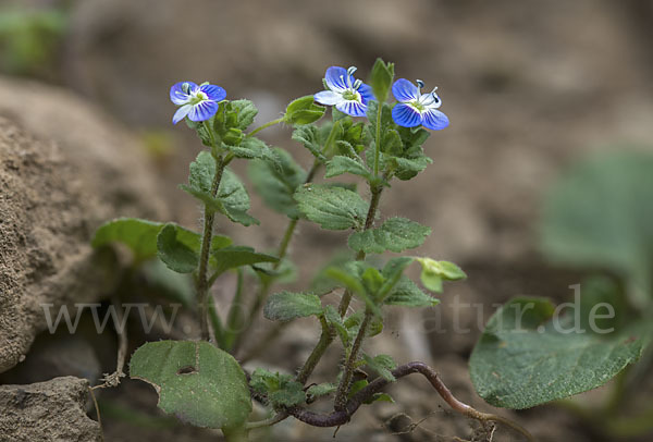 Persischer Ehrenpreis (Veronica persica)