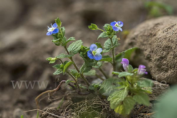 Persischer Ehrenpreis (Veronica persica)