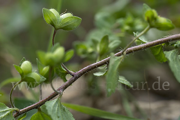 Persischer Ehrenpreis (Veronica persica)