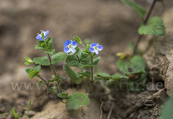 Persischer Ehrenpreis (Veronica persica)