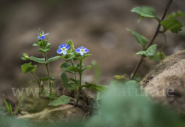 Persischer Ehrenpreis (Veronica persica)