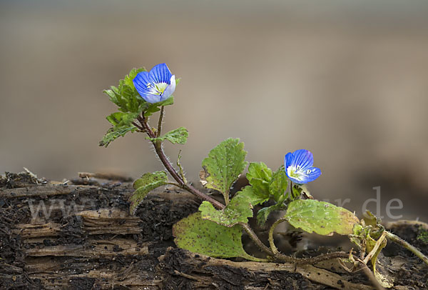 Persischer Ehrenpreis (Veronica persica)