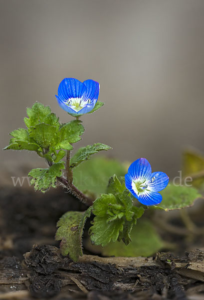 Persischer Ehrenpreis (Veronica persica)