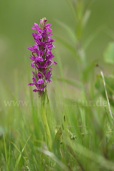 Persisches Knabenkraut (Dactylorhiza umbrosa)