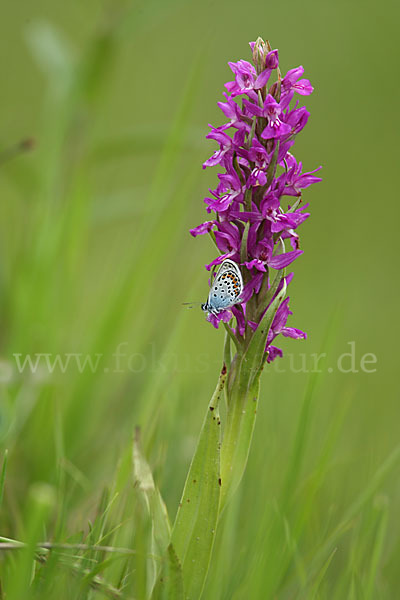 Persisches Knabenkraut (Dactylorhiza umbrosa)