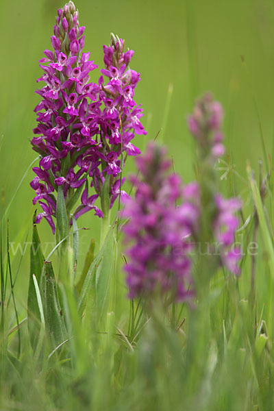 Persisches Knabenkraut (Dactylorhiza umbrosa)