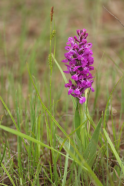 Persisches Knabenkraut (Dactylorhiza umbrosa)