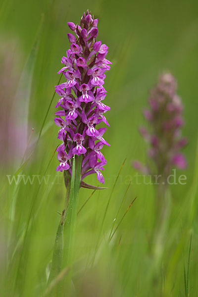 Persisches Knabenkraut (Dactylorhiza umbrosa)