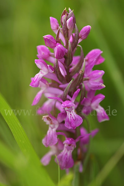 Persisches Knabenkraut (Dactylorhiza umbrosa)