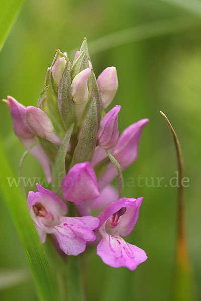 Persisches Knabenkraut (Dactylorhiza umbrosa)