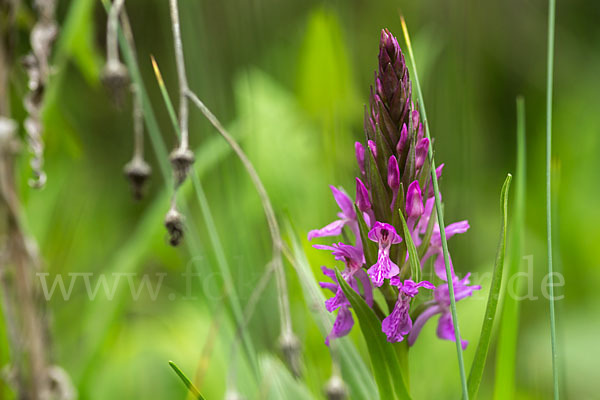 Persisches Knabenkraut (Dactylorhiza umbrosa)