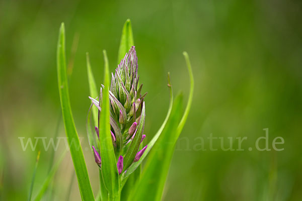 Persisches Knabenkraut (Dactylorhiza umbrosa)