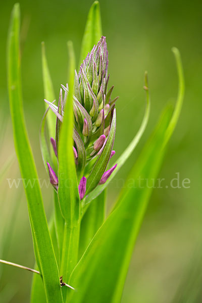 Persisches Knabenkraut (Dactylorhiza umbrosa)