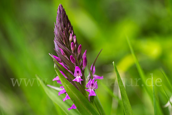 Persisches Knabenkraut (Dactylorhiza umbrosa)