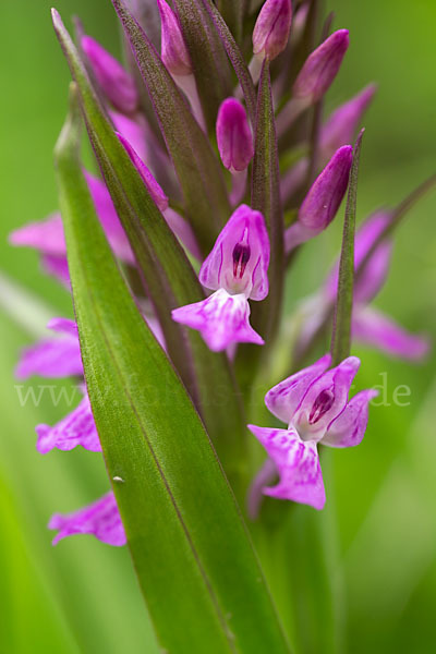 Persisches Knabenkraut (Dactylorhiza umbrosa)