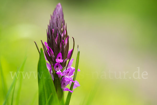 Persisches Knabenkraut (Dactylorhiza umbrosa)