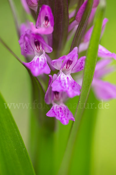 Persisches Knabenkraut (Dactylorhiza umbrosa)