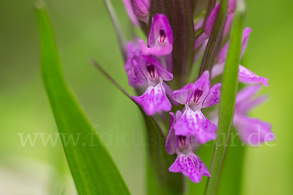 Persisches Knabenkraut (Dactylorhiza umbrosa)