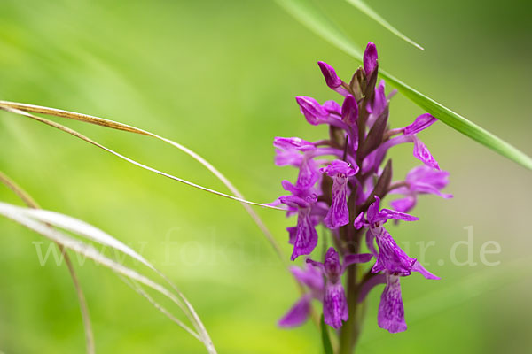 Persisches Knabenkraut (Dactylorhiza umbrosa)