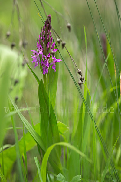 Persisches Knabenkraut (Dactylorhiza umbrosa)