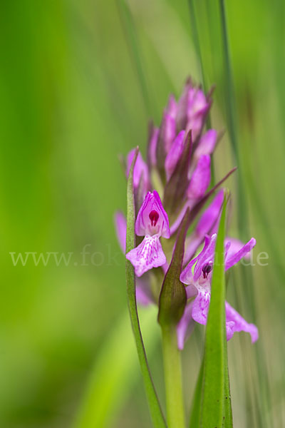 Persisches Knabenkraut (Dactylorhiza umbrosa)