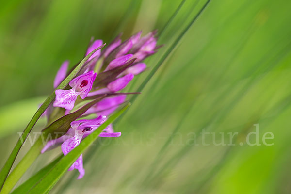 Persisches Knabenkraut (Dactylorhiza umbrosa)