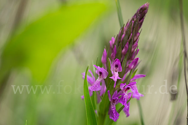 Persisches Knabenkraut (Dactylorhiza umbrosa)