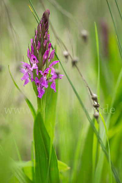 Persisches Knabenkraut (Dactylorhiza umbrosa)