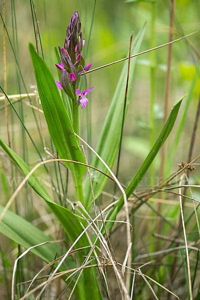 Persisches Knabenkraut (Dactylorhiza umbrosa)