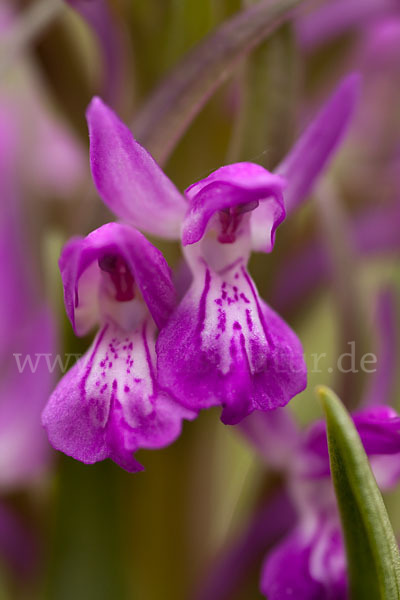 Persisches Knabenkraut (Dactylorhiza umbrosa)