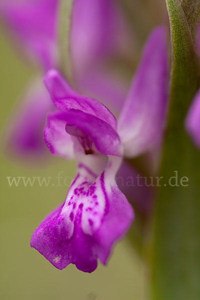 Persisches Knabenkraut (Dactylorhiza umbrosa)