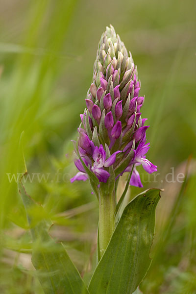 Persisches Knabenkraut (Dactylorhiza umbrosa)