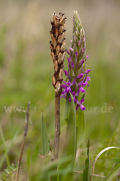 Persisches Knabenkraut (Dactylorhiza umbrosa)