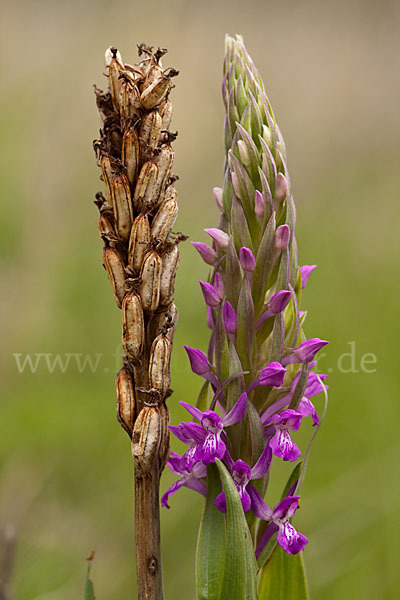 Persisches Knabenkraut (Dactylorhiza umbrosa)