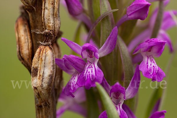 Persisches Knabenkraut (Dactylorhiza umbrosa)