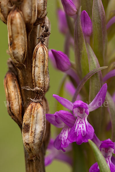 Persisches Knabenkraut (Dactylorhiza umbrosa)