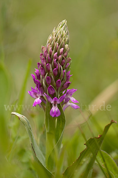 Persisches Knabenkraut (Dactylorhiza umbrosa)