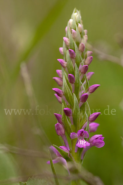 Persisches Knabenkraut (Dactylorhiza umbrosa)