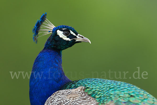 Pfau (Pavo cristatus)