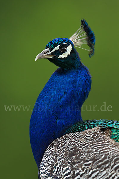 Pfau (Pavo cristatus)