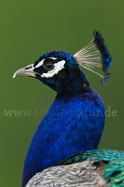 Pfau (Pavo cristatus)