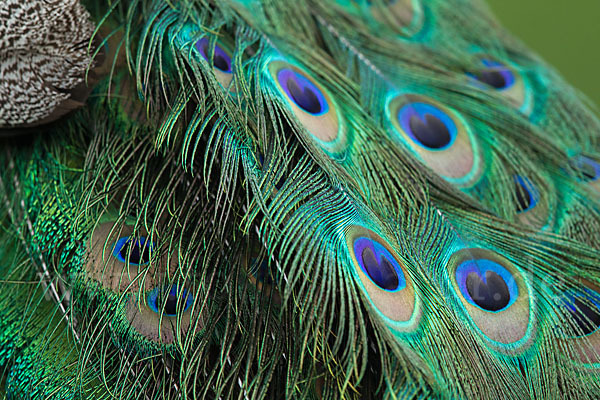 Pfau (Pavo cristatus)