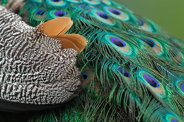 Pfau (Pavo cristatus)