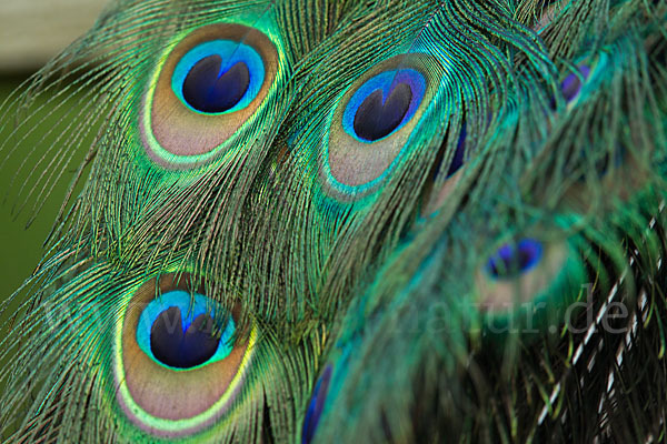 Pfau (Pavo cristatus)