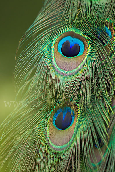 Pfau (Pavo cristatus)