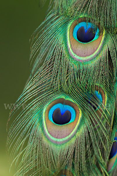 Pfau (Pavo cristatus)