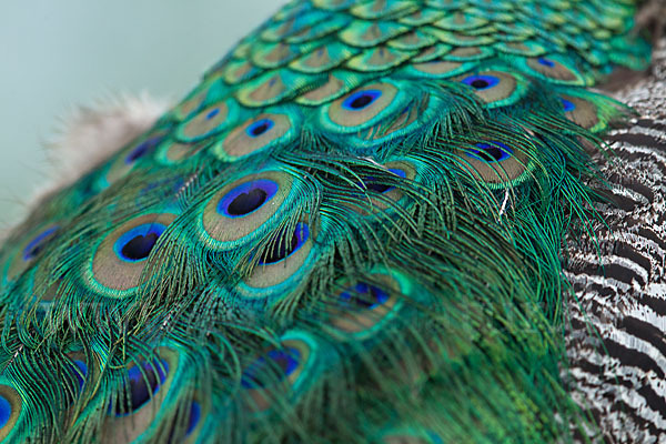 Pfau (Pavo cristatus)